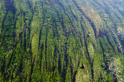 High angle view of pine trees in forest