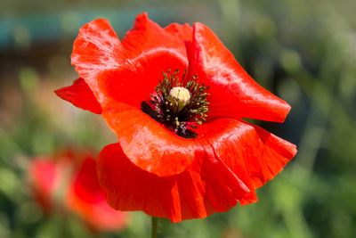 Close-up of red poppy flower