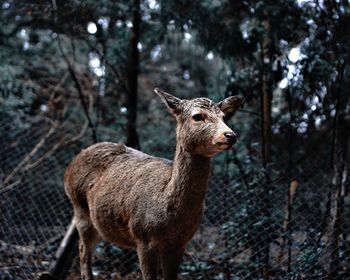 Doe on field by fence against trees