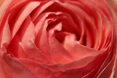 Close-up of red rose