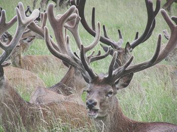 Deer on field