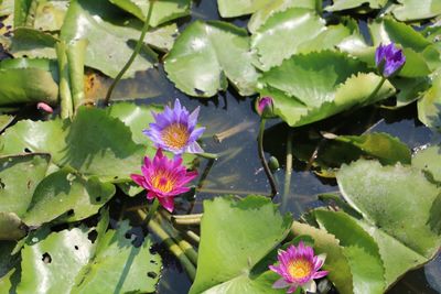 Close-up of lotus water lily in lake