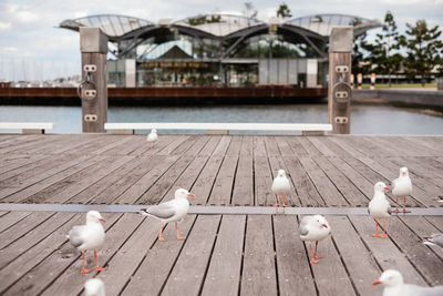 Seagulls perching on railing