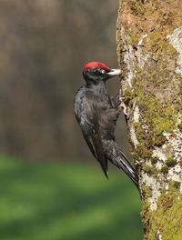 Close-up of a bird perching on rock