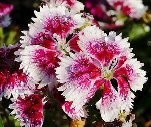 Close-up of pink flower