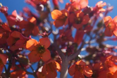 Low angle view of flowers blooming against sky
