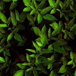 Full frame shot of leaves