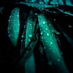 Close-up of raindrops on leaf