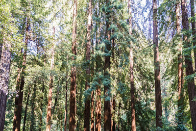 Low angle view of bamboo trees in forest