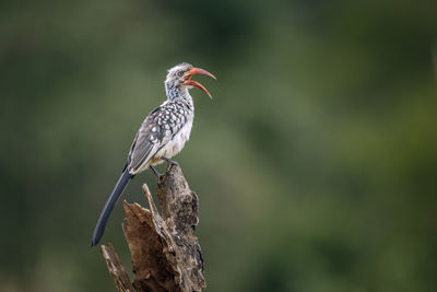 Close-up of bird perching on branch