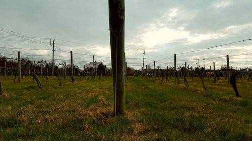 Scenic view of grassy field against sky