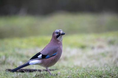 A eurasian jay perched on frosty grass.