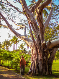 Trees in park