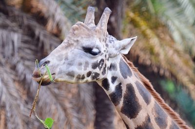 Close-up of giraffe
