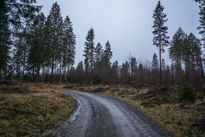 Road amidst trees in forest against sky