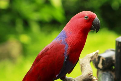 Close-up of a parrot