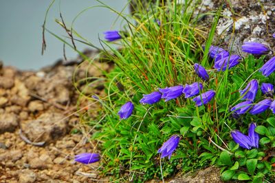 Close-up of purple crocus flowers on field