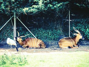 Side view of a horse on field