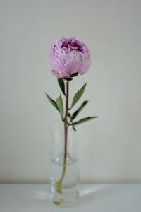 Close-up of flowers over white background