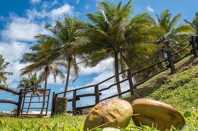 Palm trees on grass against sky