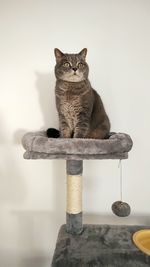 Low angle view of cat against wall