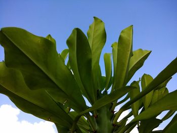 Low angle view of plant against blue sky