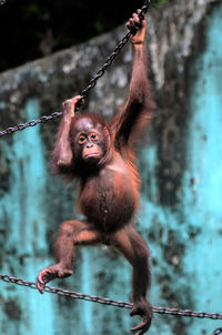 Close-up of monkey hanging on rope