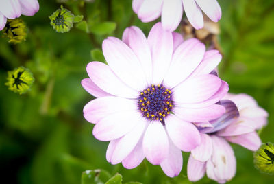 Directly above shot of pink flower blooming at park