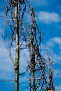 Low angle view of bare tree against sky