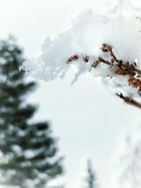 Close-up of snow covered tree