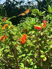 Close-up of butterfly pollinating on flowering plant