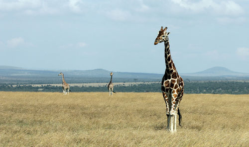 Giraffes standing on field in national park