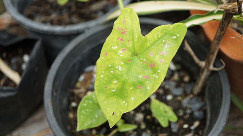 High angle view of raindrops on potted plant