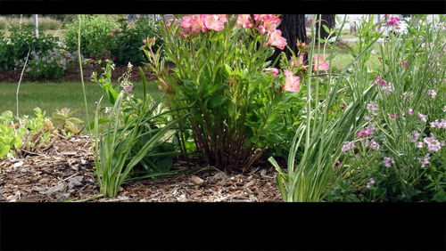 View of flowering plants in garden