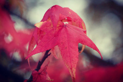 Close-up of raindrops on red maple leaves