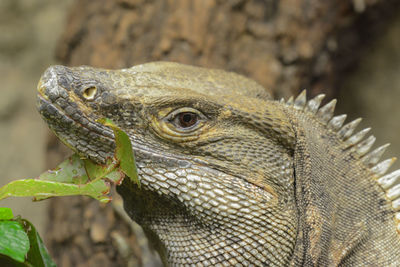 Close-up of lizard