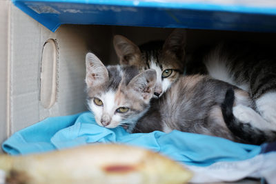 Kittens rest in the box