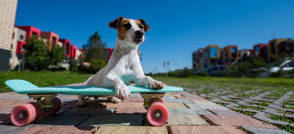 The dog rides a penny board outdoors. jack russell terrier performing tricks on a skateboard