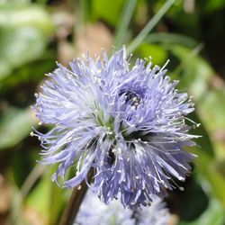 Close-up of purple flowering plant