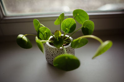 Close-up of green plant