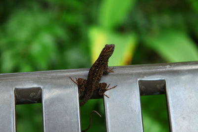 Close-up of insect on wood