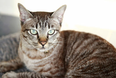 Close-up portrait of tabby cat