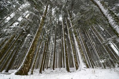 Low angle view of bamboo trees in snow covered forest