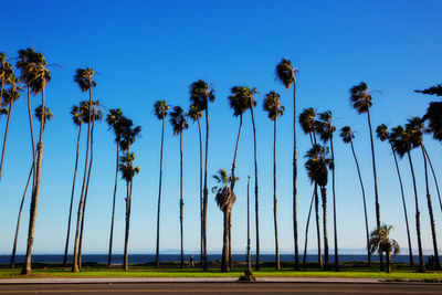 Low angle view of coconut palm trees against sky