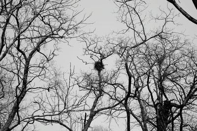 Low angle view of silhouette bare tree against sky