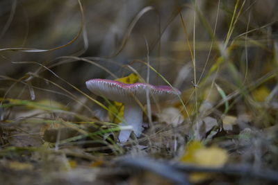 Close-up of mushroom growing on field