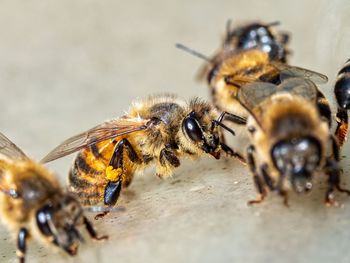 Close-up of bees