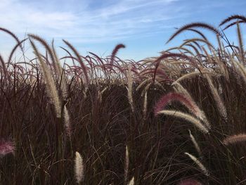 Close-up of stalks in field against sky