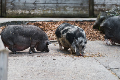 Pigs in a field