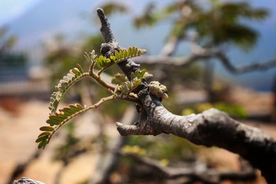 Low angle view of lichen on branch against sky